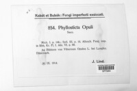Phyllosticta opuli image